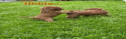 Labradoodle honden te koop: Mini labradoodles mogen verhuizen  - Advertentie 5
