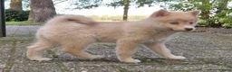 Kruising honden te koop: Pomsky pups (1/4 Shiba inu) - Advertentie 4