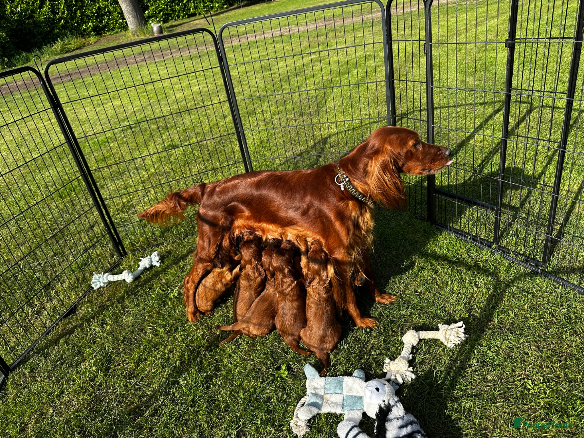 Ierse Setter honden Mooie Ierse setter pups - Advertentie 1