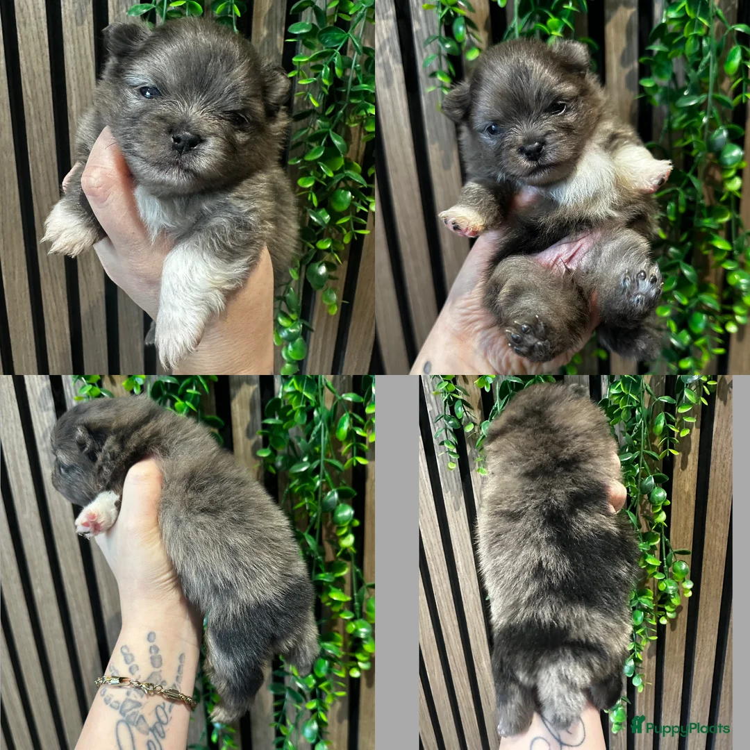 Pomeriaan honden te koop: Alle pups zijn gereserveerd ❤️ - Advertentie 18