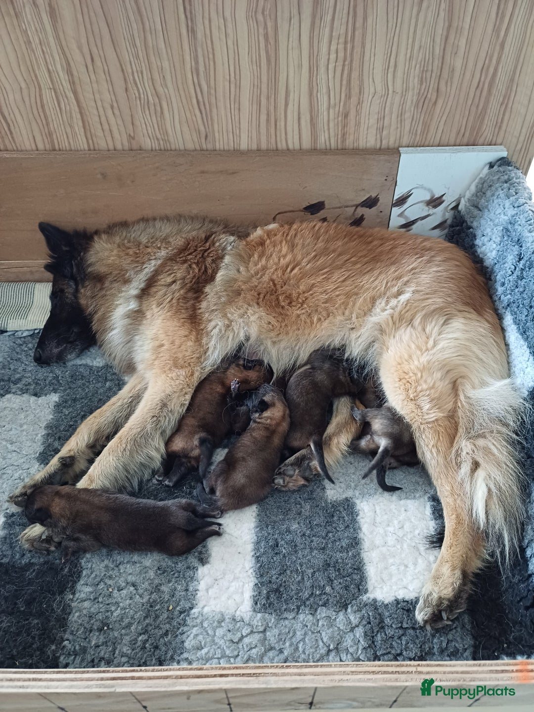 Tervuerense Herder honden te koop: Tervuerense herder pups - Afbeelding 17