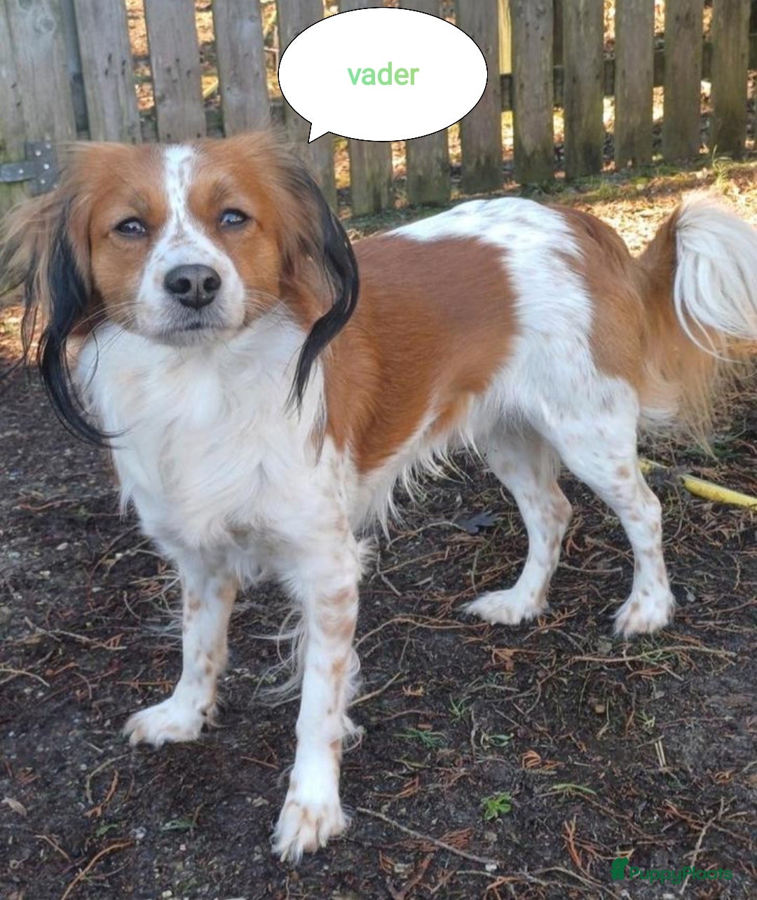 Kooikerhondje honden te koop: 8 week oude kooikerpups op zoek naar warm thuis. - Advertentie 4