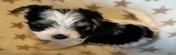 Yorkshire Terriër honden te koop: Biewer reutjes beschikbaar voor reservering - Advertentie 2