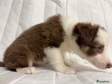 Kruising Puppy 7