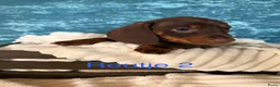 Teckel (korthaar)  honden te koop: 5 teckel mannetjes - Advertentie 5