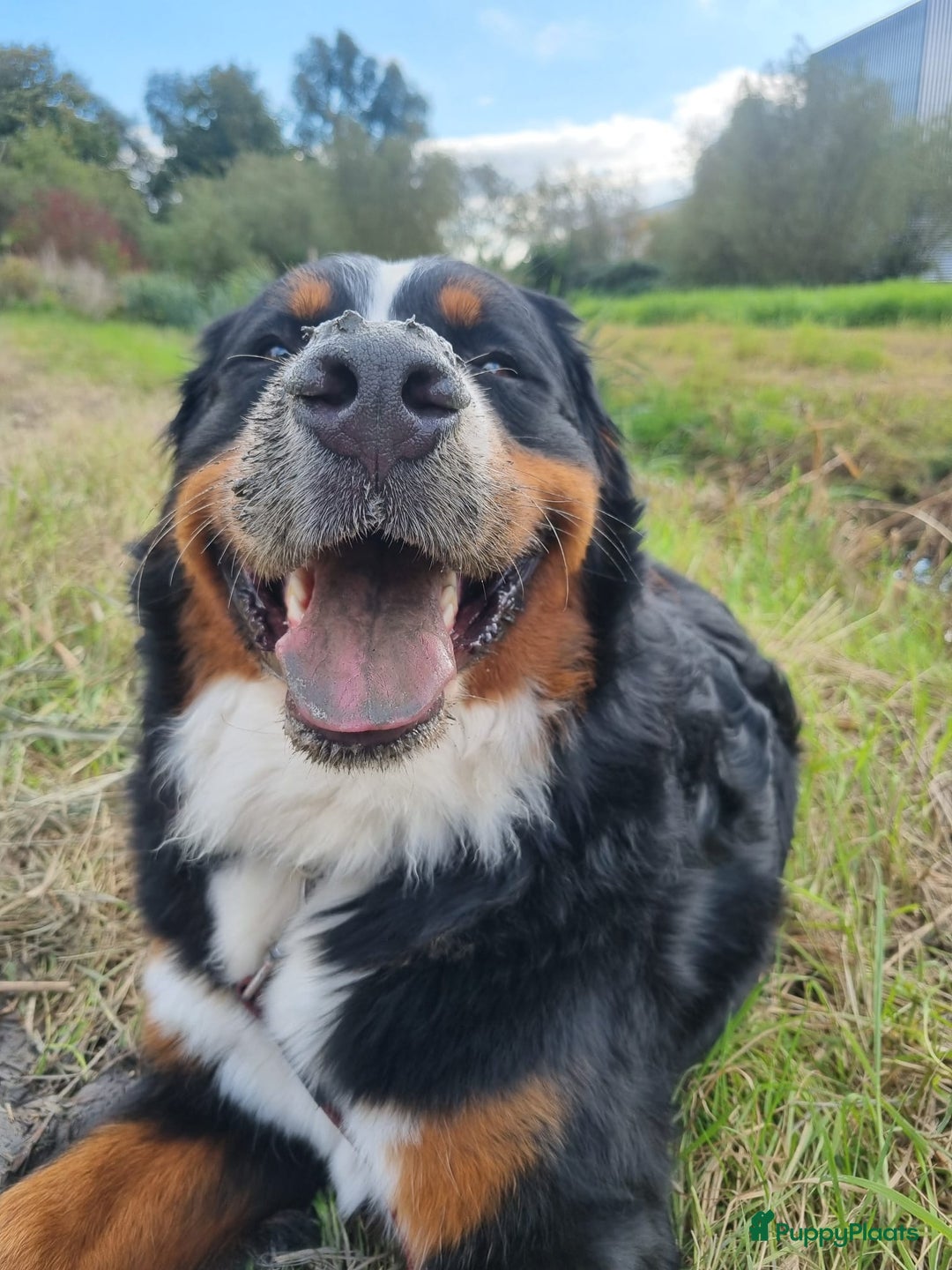 Berner Sennenhond honden te koop: Prachtige Berner Sennen Pups - Advertentie 8