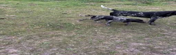 Duitse Staande Hond Korthaar honden te koop: Duitse staande korthaar in Aardenburg - Advertentie 3