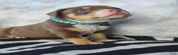 Amerikaanse Bully honden te koop: amerikaanse pocket bully's - Advertentie 5