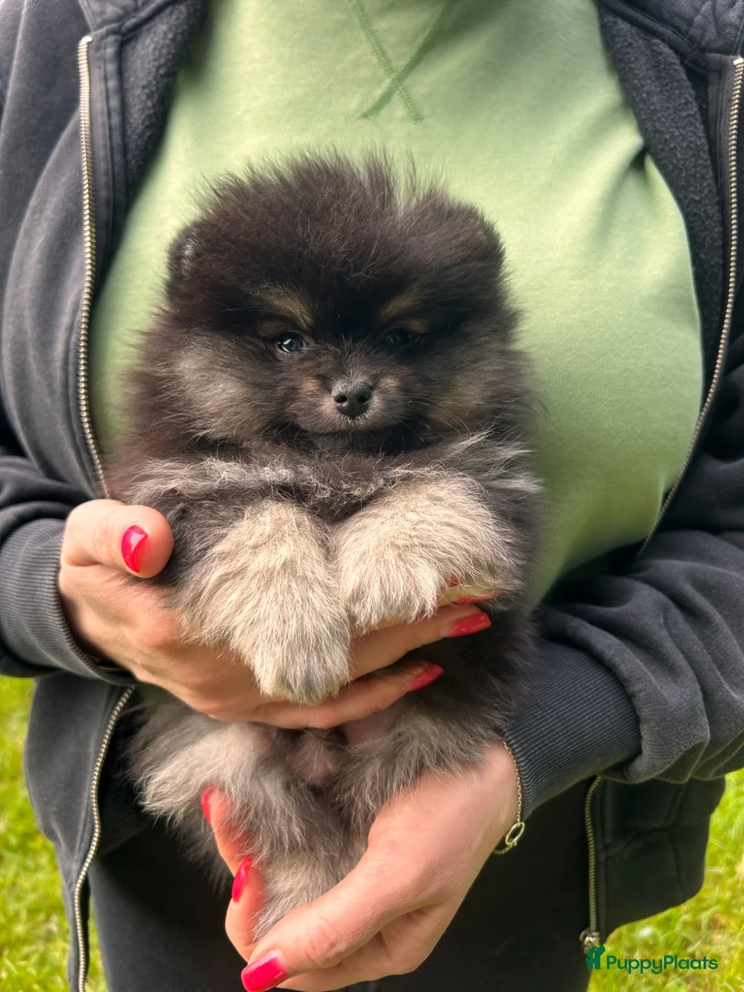 Pomeriaan honden te koop: 🌺Pomeranian🌺 - Advertentie 29