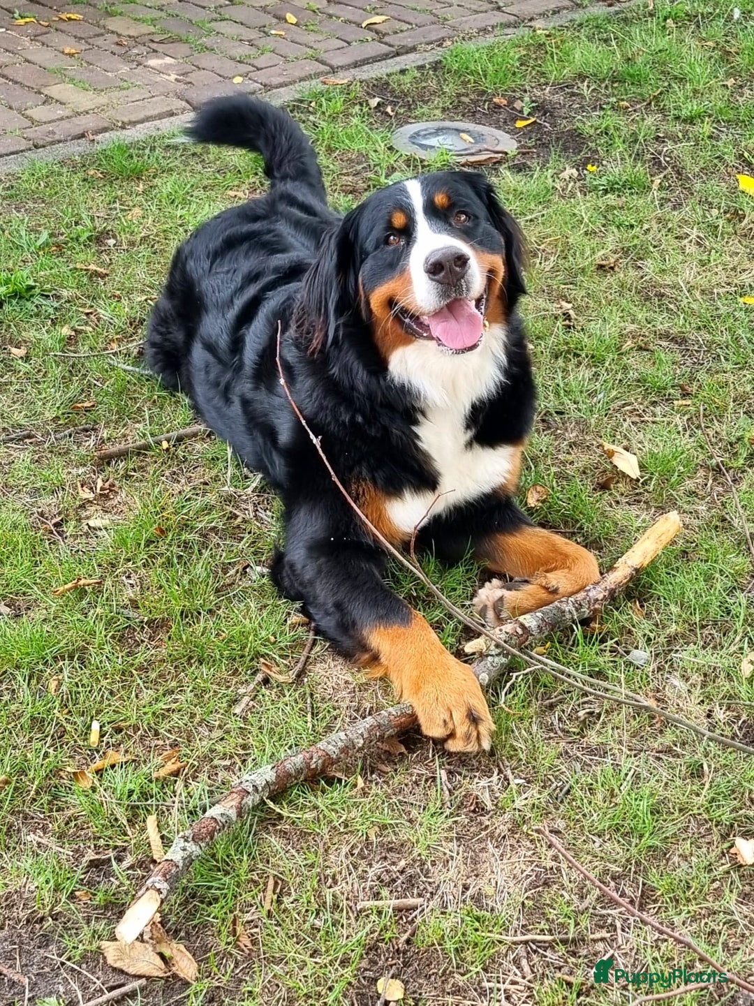 Berner Sennenhond honden te koop: Prachtige Berner Sennen Pups - Advertentie 7