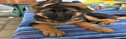 Duitse Herder honden te koop: Duitse herder puppy’s - Advertentie 1