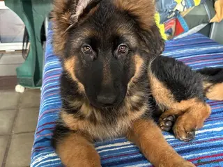 Duitse Herder honden Duitse herder puppy’s - Advertentie 2