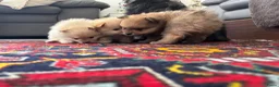 Pomeriaan honden te koop: Pomeriaan puppy’s 🐶 - Advertentie 25