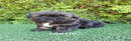 Malshi honden te koop: Zeer mooie speelse boomer pups.  - Advertentie 4