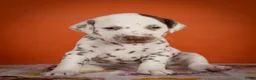 Dalmatiër honden te koop: Dalmatier pups - Advertentie 17