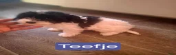 Maltipoo honden te koop: Schattige maltipoo pups. - Advertentie 7