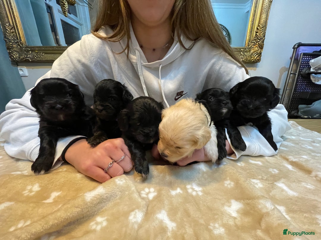 Kruising honden te koop: Boompoo pups, Boomer X Toy poedel - Advertentie 8