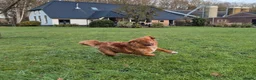 Nova Scotia Duck Tolling Retriever honden te koop: Lieve Nova Scotia Duck Tolling Retriever Pups - Advertentie 3