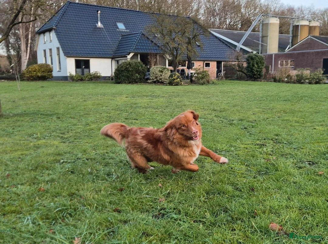 Nova Scotia Duck Tolling Retriever honden te koop: Lieve Nova Scotia Duck Tolling Retriever Pups - Advertentie 3