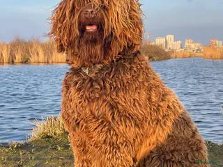 Kruising honden Medium chocolade labradoodles met Australian bloed - Advertentie 5