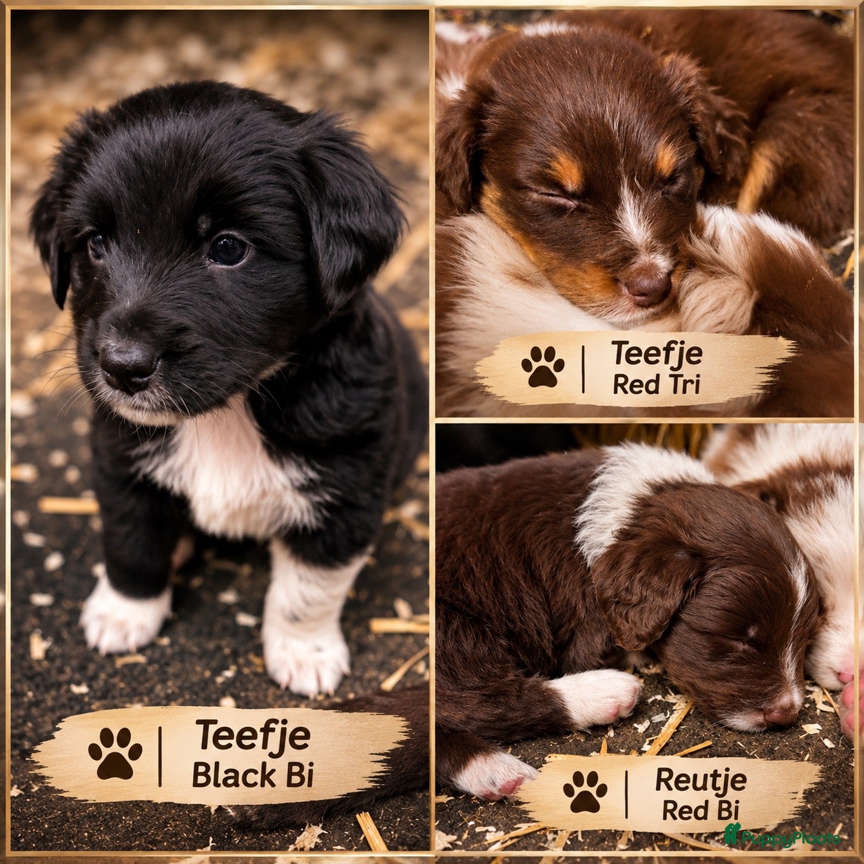 Australian Shepherd honden Australian shepherd pups ( nog 3 beschikbaar  - Advertentie 1
