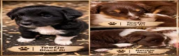 Australian Shepherd honden te koop: Australian shepherd pups ( nog 3 beschikbaar  - Advertentie 1