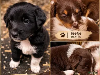Australian Shepherd honden Australian shepherd pups ( nog 3 beschikbaar - Advertentie 1