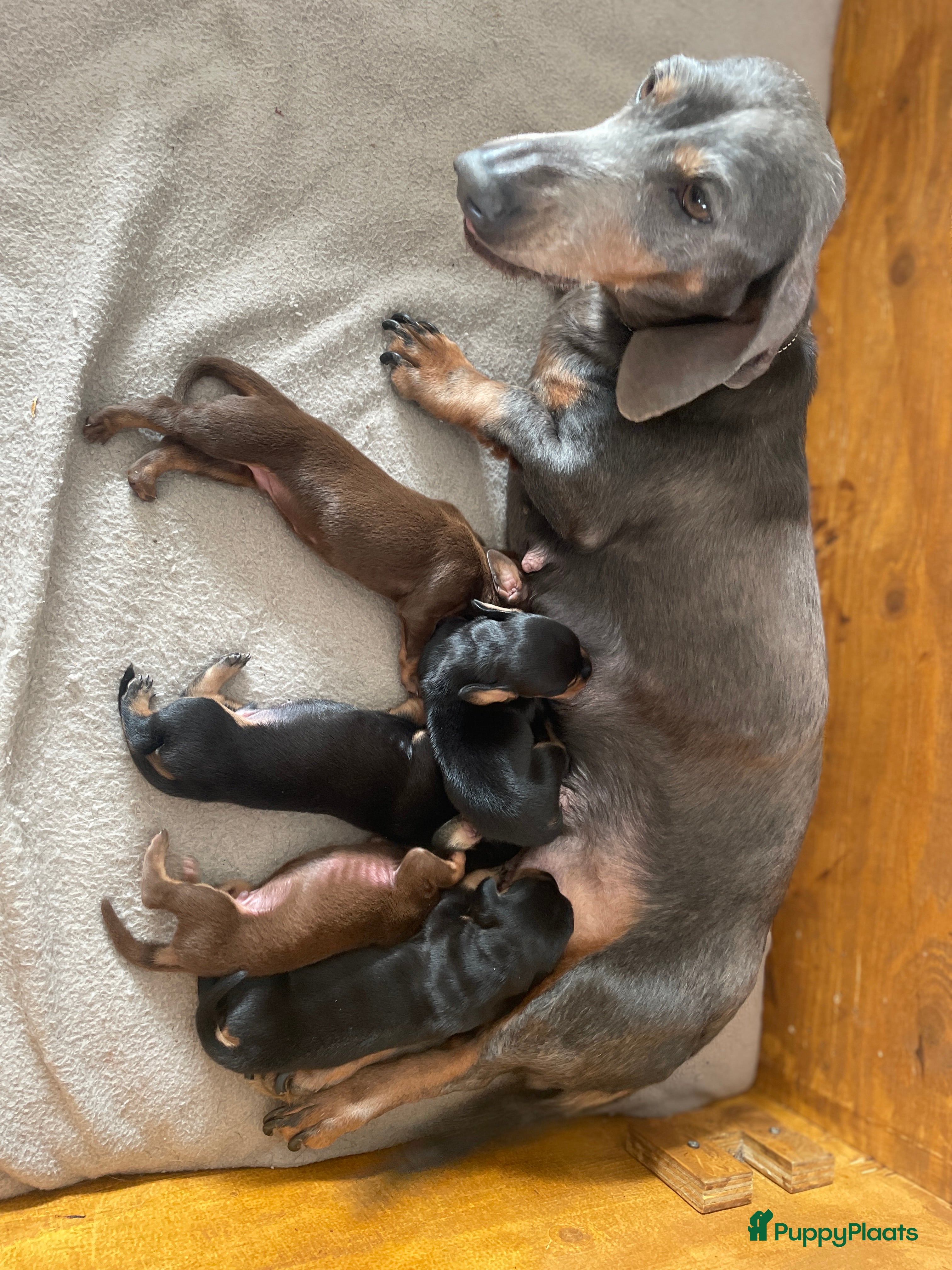 Teckel (korthaar)  honden Update 1 Teckel pups - Advertentie 2