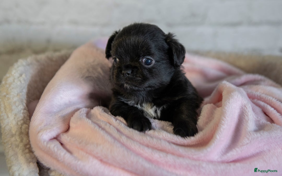 Chihuahua honden te koop: Chihuahua langhaar pupjes - Afbeelding 7