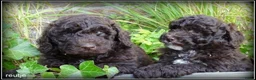 Labradoodle honden te koop: Labradoodle mini +/- 40 cm chocolade bruin - Advertentie 14