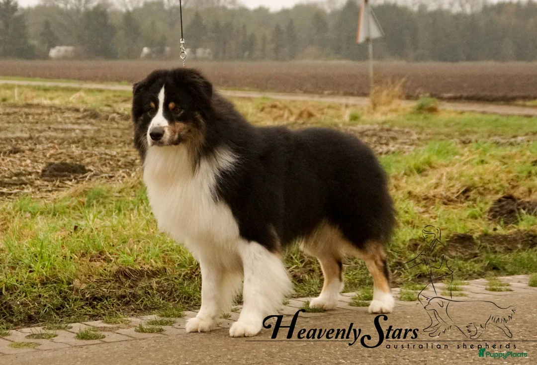 Australian Shepherd honden te koop: Australian Shepherd pups beschikbaar - Advertentie 11