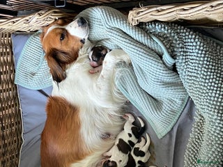 Kooikerhondje honden Raszuivere kooikerpups - Advertentie 2