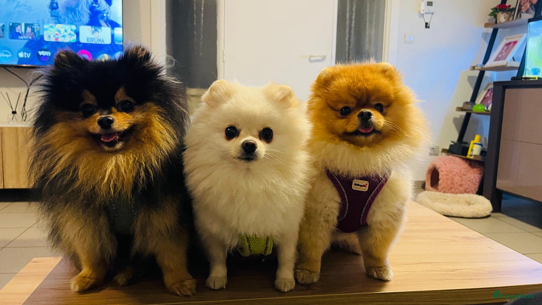 Pomeriaan honden te koop: Pomeriaan puppy’s  - Advertentie 3