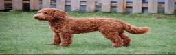 Cockapoo honden te koop: Prachtige, lieve en sociale cockapoo F1b puppy’s  - Advertentie 14
