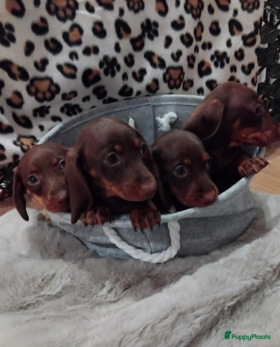 Teckel (korthaar)  honden te koop: Prachtige Teckel pups op zoek naar warme nestje. - Advertentie 3