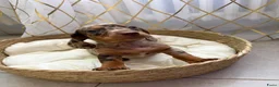 Teckel (korthaar)  honden te koop: Dwerg Harlequin Teckel pupjes - Advertentie 14