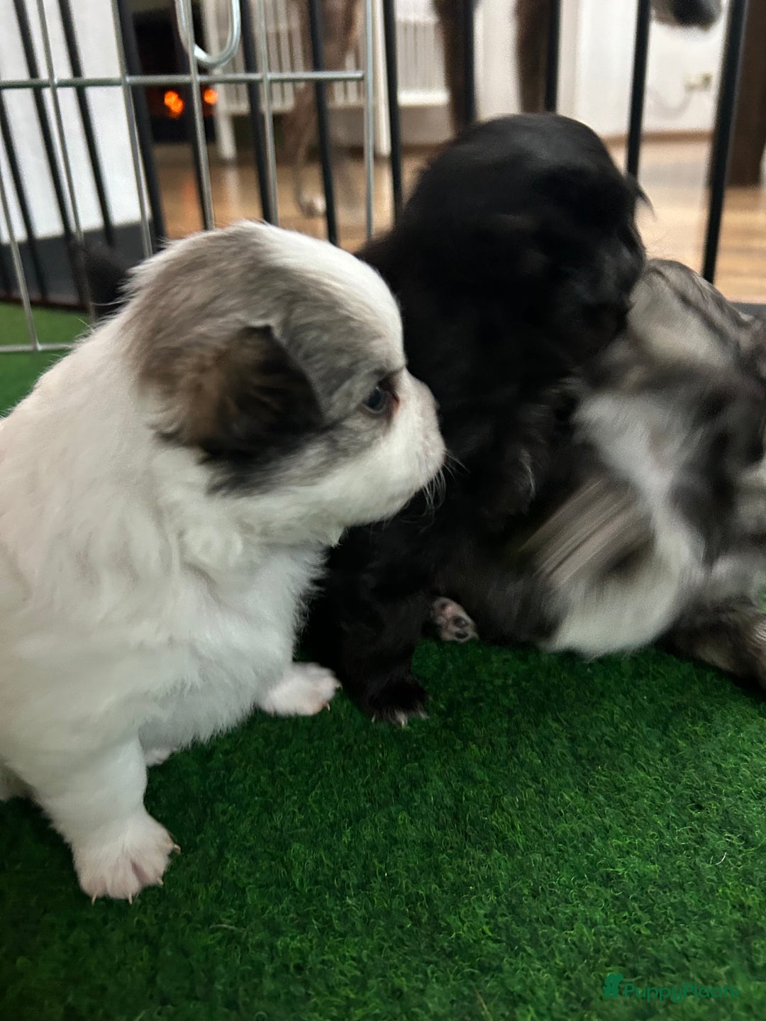 Pomchi honden te koop: Pomchi reutje - Advertentie 20