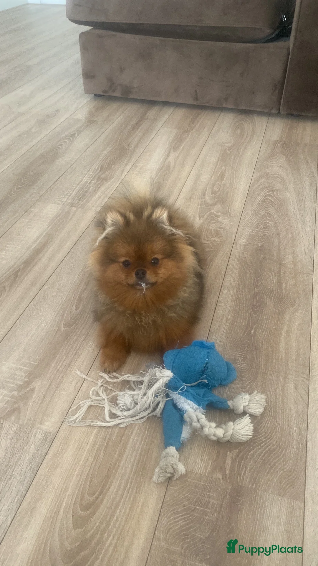 Pomeriaan honden te koop: Sticht in Venlo - Advertentie 5