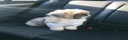 Shih Tzu honden te koop: Nestje met prachtige Shih Tzu pups  - Advertentie 17