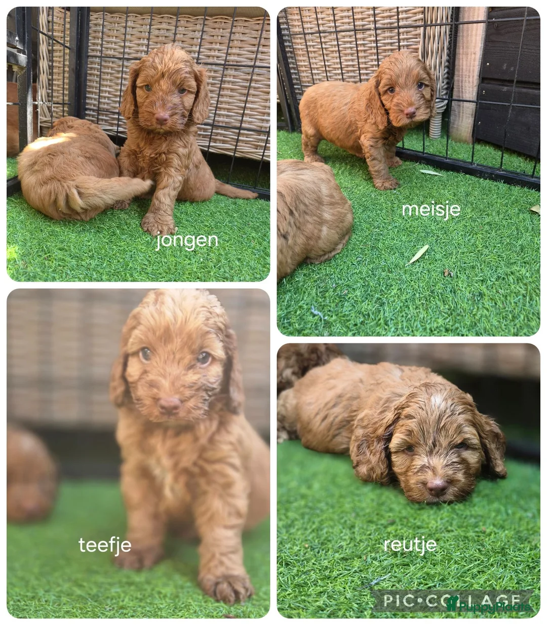 Cockapoo honden te koop: Prachtige mooie Cockapoos  - Advertentie 5
