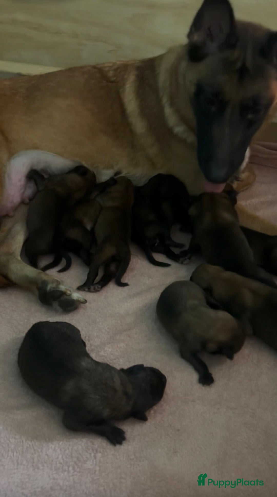 Mechelse Herder honden te koop: Prachtige Mechelse herder pups! - Advertentie 10