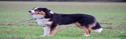 Australian Shepherd honden te koop: Eerste nestje Australian Shepherd pups - Advertentie 4