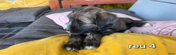 Tibetaanse Terriër honden te koop: Tibetaanse terriër pups met FCI stamboom - Advertentie 18