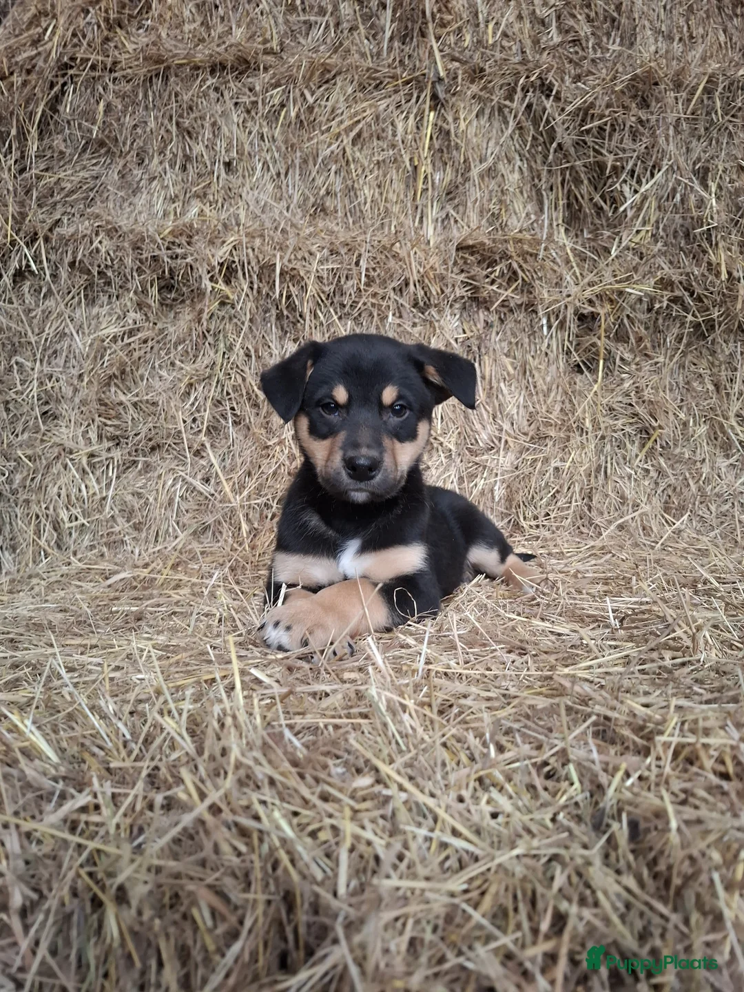 Kruising honden te koop: Prachtige pups Border Collie x Australian Kelpie  - Advertentie 7