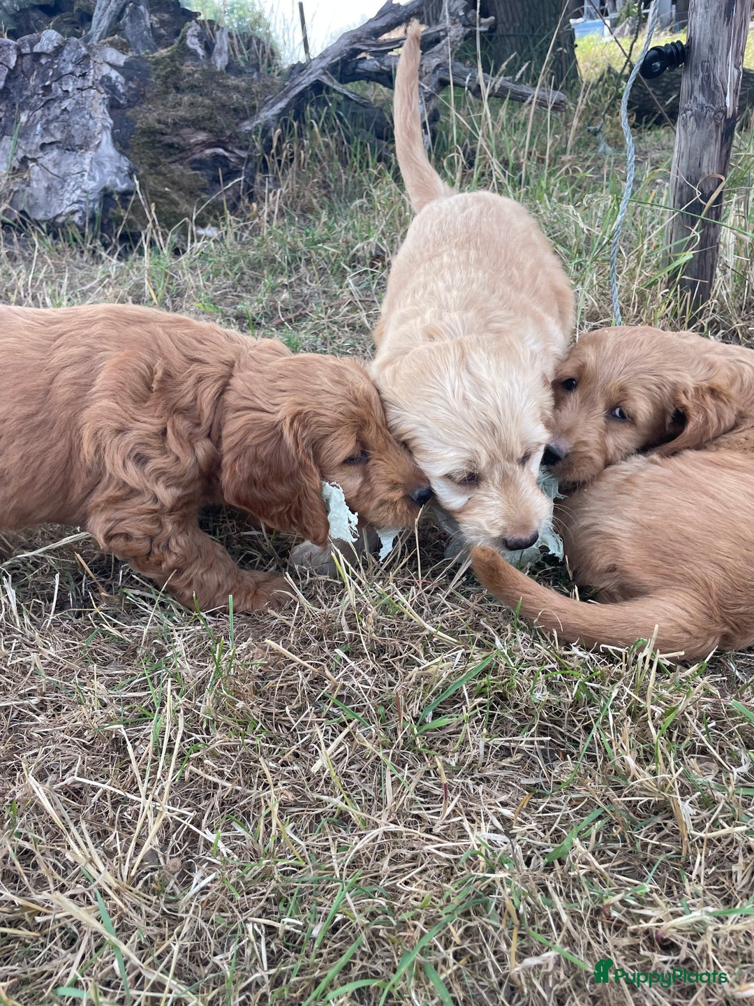 Goldendoodle honden te koop: Mooie goldendoodle pups! - Afbeelding 8
