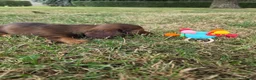 Teckel (langhaar) honden te koop: Dwerg teckel langhaar  - Advertentie 8