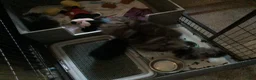 Pomeriaan honden te koop: Pomeranian zwart teefje - Advertentie 8