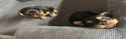 Yorkshire Terriër honden te koop: Yorkshire terriër-puppy’s  - Advertentie 7