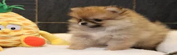 Pomeriaan honden te koop: Pomeriaan pups - Advertentie 3