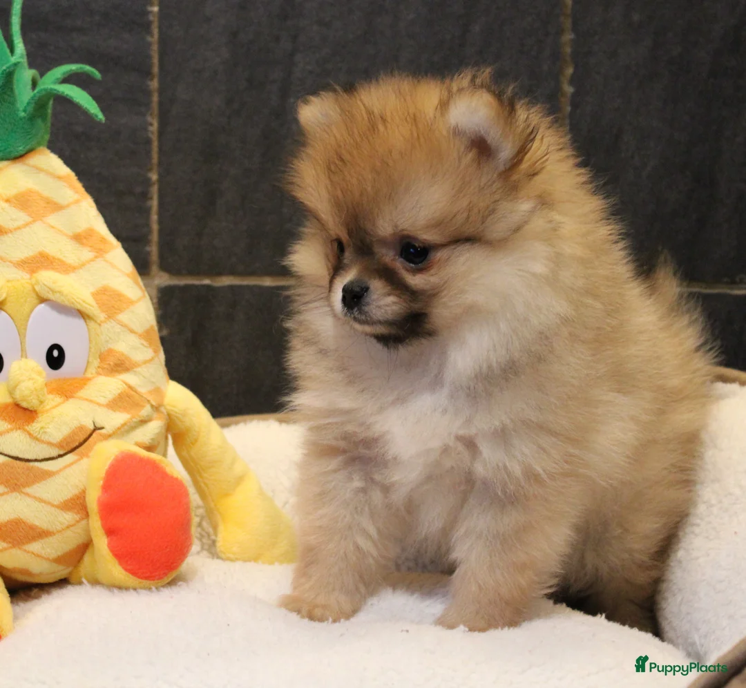 Pomeriaan honden te koop: Pomeriaan pups - Advertentie 3